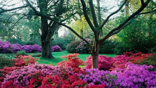 Un jardin avec de grands arbres et des azalées aux couleurs vives.