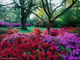 A garden with large trees and colorful azaleas.