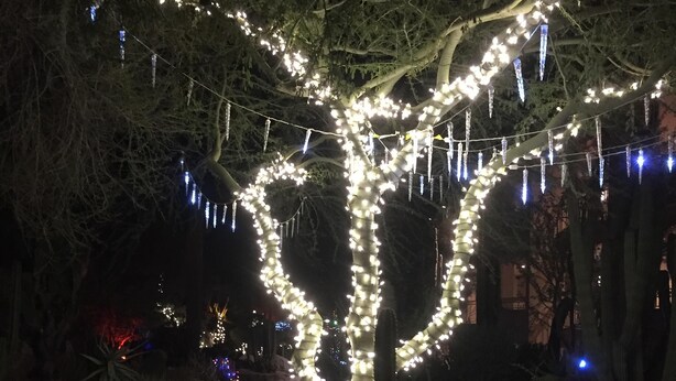 A tree decorated with white lights, surrounded by rocks and cacti. - Amazing 2Bd/2Ba Scottsdale Condo directly across street from Fashion Square  (Scottsdale)