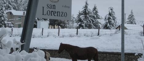 A horse walking on a snow-covered road with a sign reading "San Lorenzo".