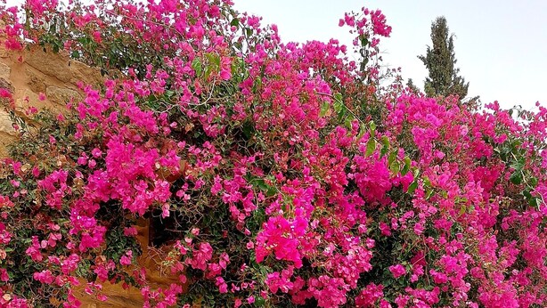 A stone building with a wooden door, potted plants, and pink flowering vines. - Hayat Zaman Hotel & Resort (At-Taybeh)