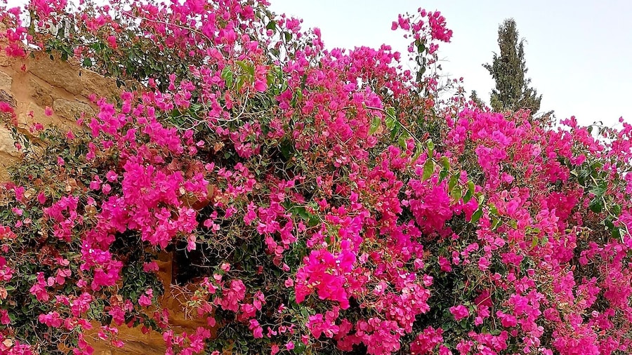 Hayat Zaman Hotel & Resort