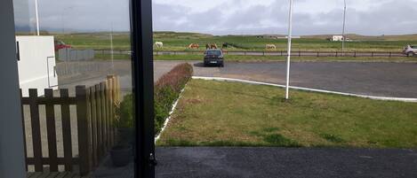 Vista desde el interior de un edificio hacia una carretera donde caballos pastan a lo lejos.