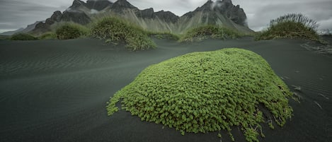 A desert landscape with a prominent green mound in the foreground and a mountain range in the background.