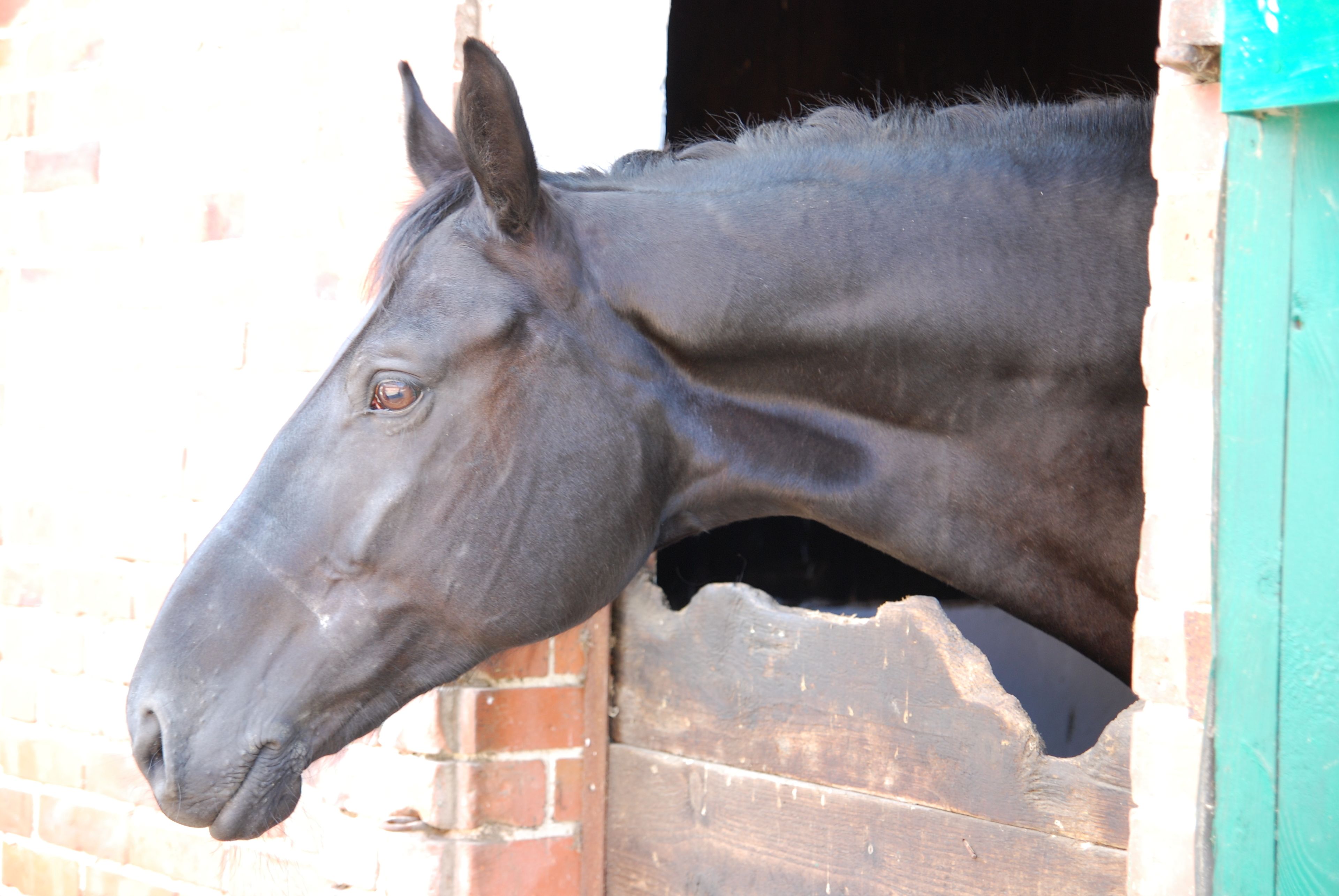 A horse's head emerging from a stable door.