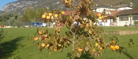 Ulkoalueet