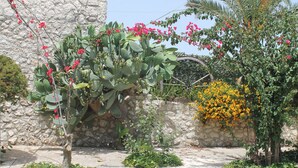 Ein Garten mit verschiedenen Pflanzen und einer Steinmauer.