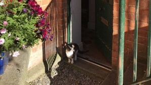 Un gato de pie en la entrada de un edificio de ladrillo con una puerta verde y una barandilla de metal.