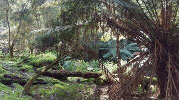 Un bosc dens amb un arbre caigut, terra coberta de molsa i falgueres.