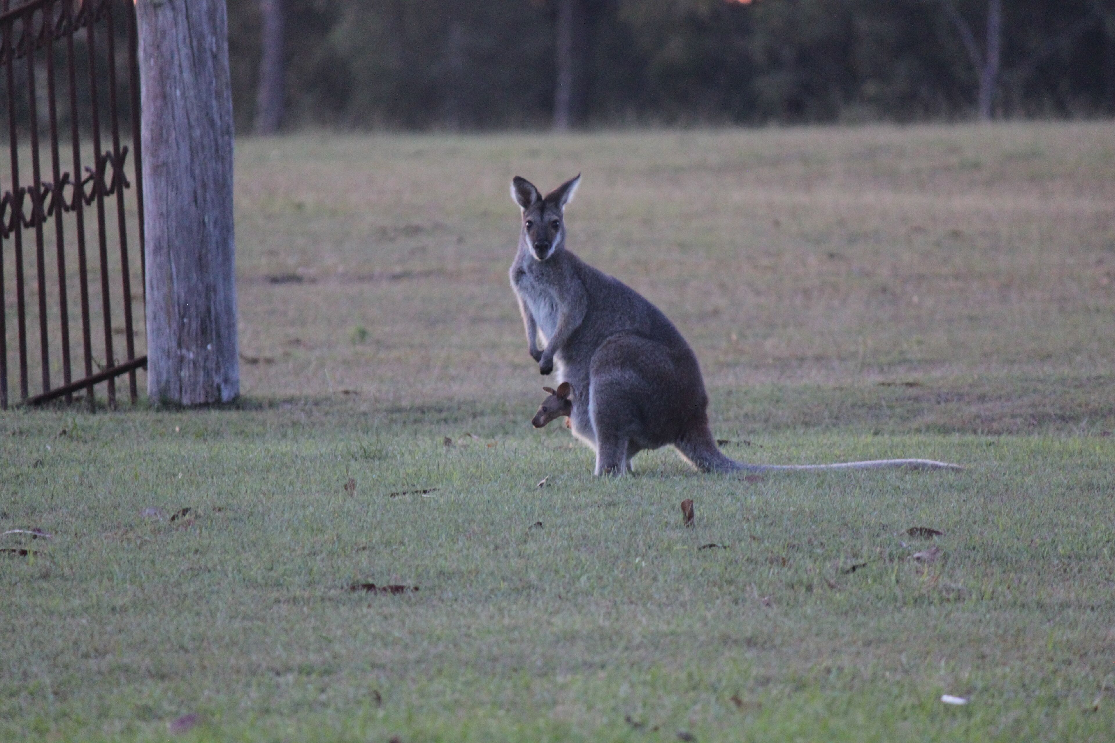 Blue Wren Villa Lovedale - Central to all wineries & restaurants in Pokolbin — image 11