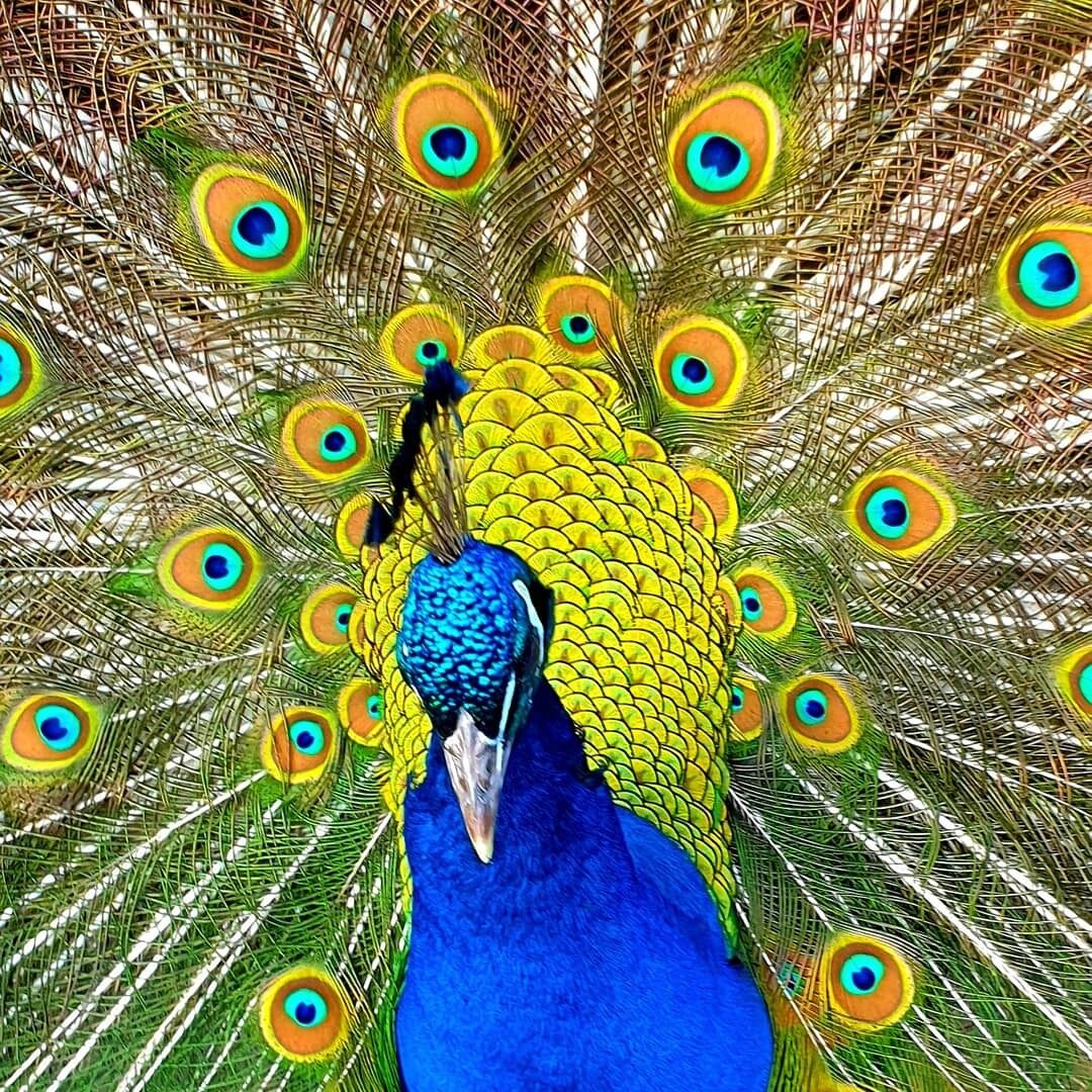 Blue Wren Villa Lovedale - Central to all wineries & restaurants in Pokolbin — image 7