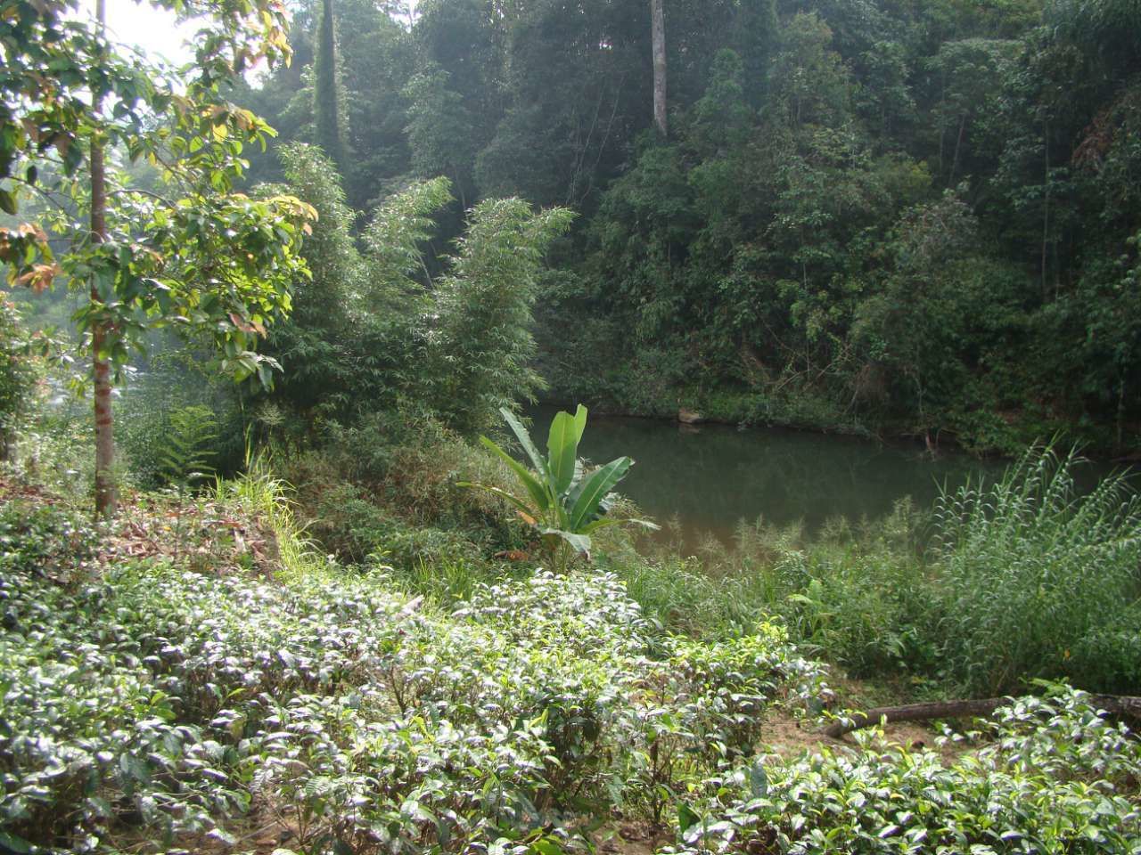 A natural landscape with dense vegetation and a calm body of water.