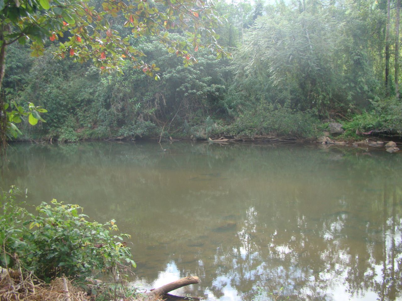 A calm river surrounded by dense greenery and trees.
