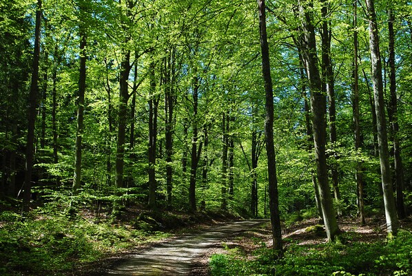 A forest path surrounded by tall trees. - Anfasteröd Gårdsvik (Ljungskile)