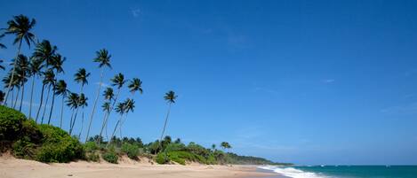 A beach with palm trees and a clear blue sky.