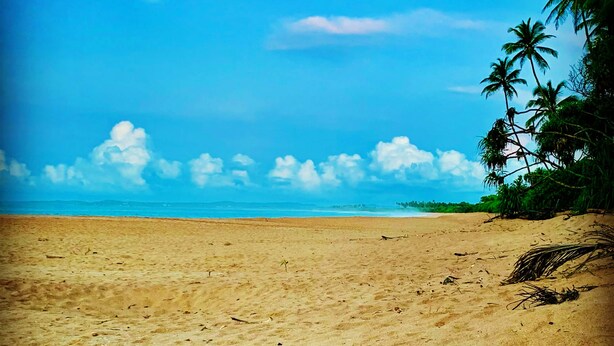 Une tortue sur une plage de sable, avec des palmiers et un ciel dégagé.