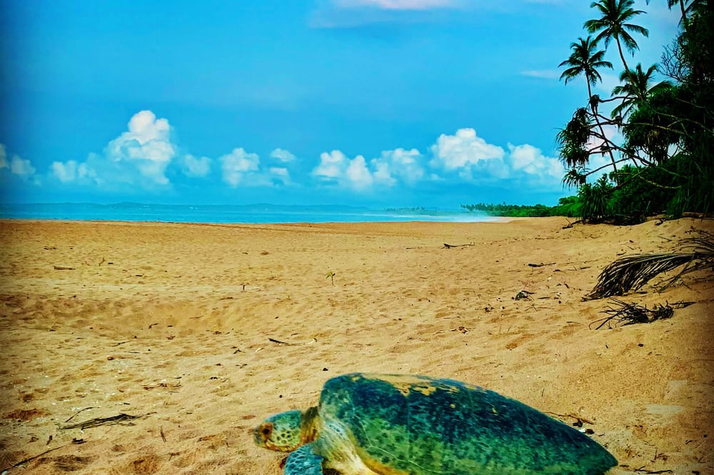 Turtle Paradise