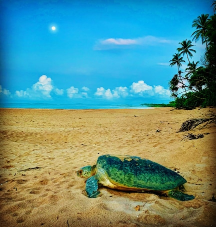 Exterior. Turtle Paradise