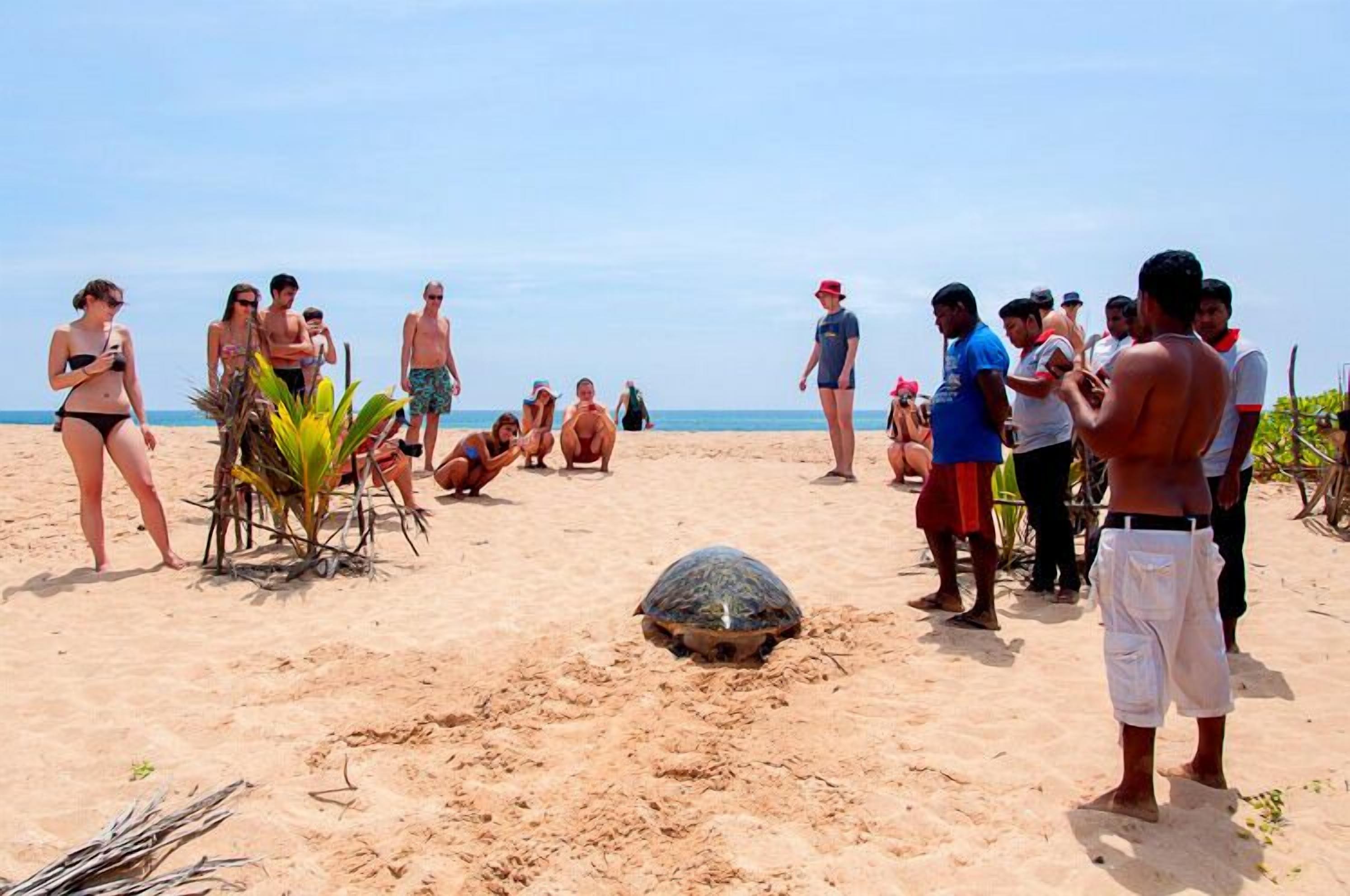 A group of people on a sandy beach with a large turtle in the center.