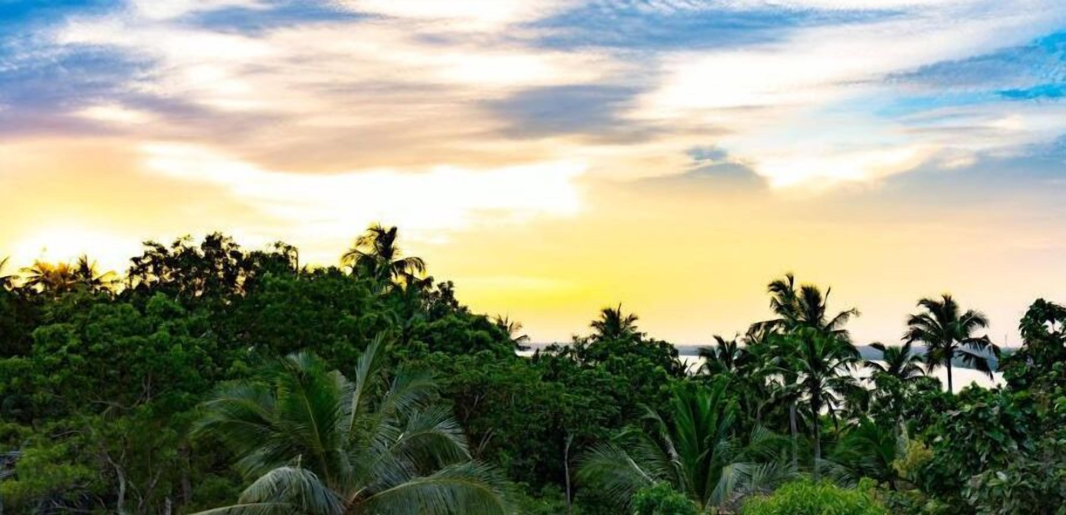 A tropical landscape with dense foliage and palm trees under a sunset sky.
