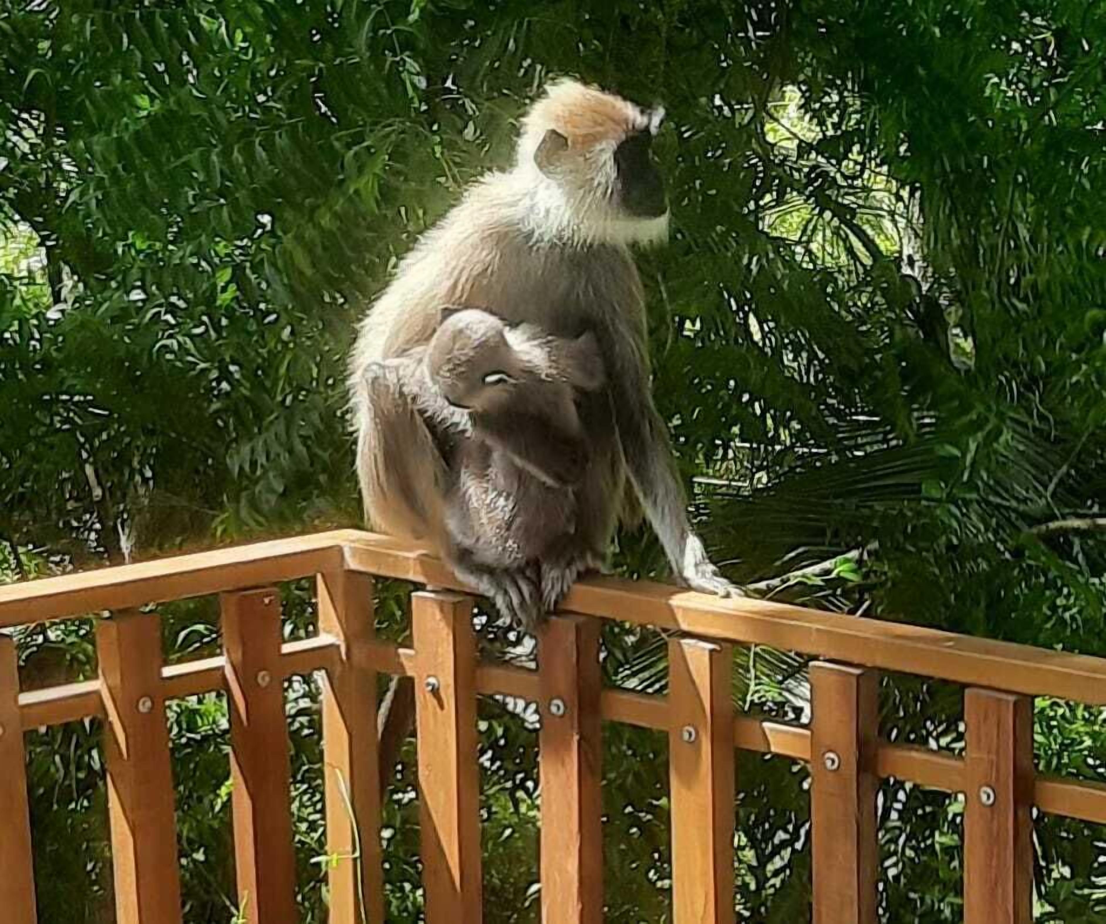 A monkey sitting on a wooden railing with dense green foliage in the background.