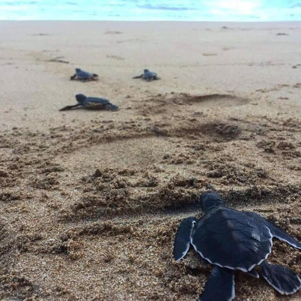 A beach with several sea turtles on the sand.