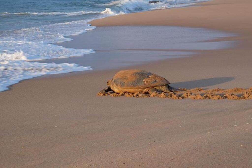 Eine Schildkröte am sandigen Strand, im Hintergrund Wellen.