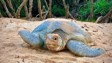 Beach nearby, white sand, free beach shuttle