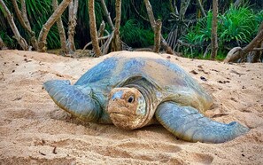 Pantai berhampiran, pasir putih, pengangkutan ulang-alik pantai 