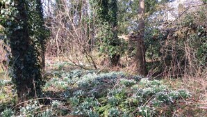 A forested area with snow-covered ground and trees. - Marshwood Farm B&B (Salisbury)