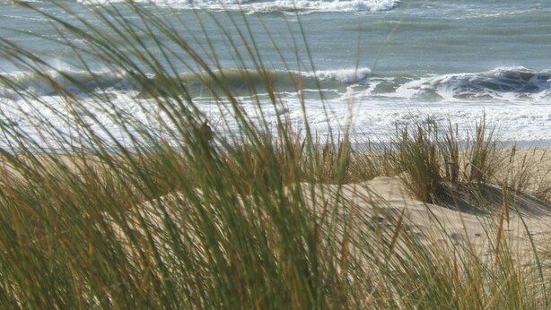 Una playa con olas y césped al frente.