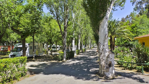 Una calle bordeada de árboles con caravanas estacionadas y un edificio amarillo a la derecha.