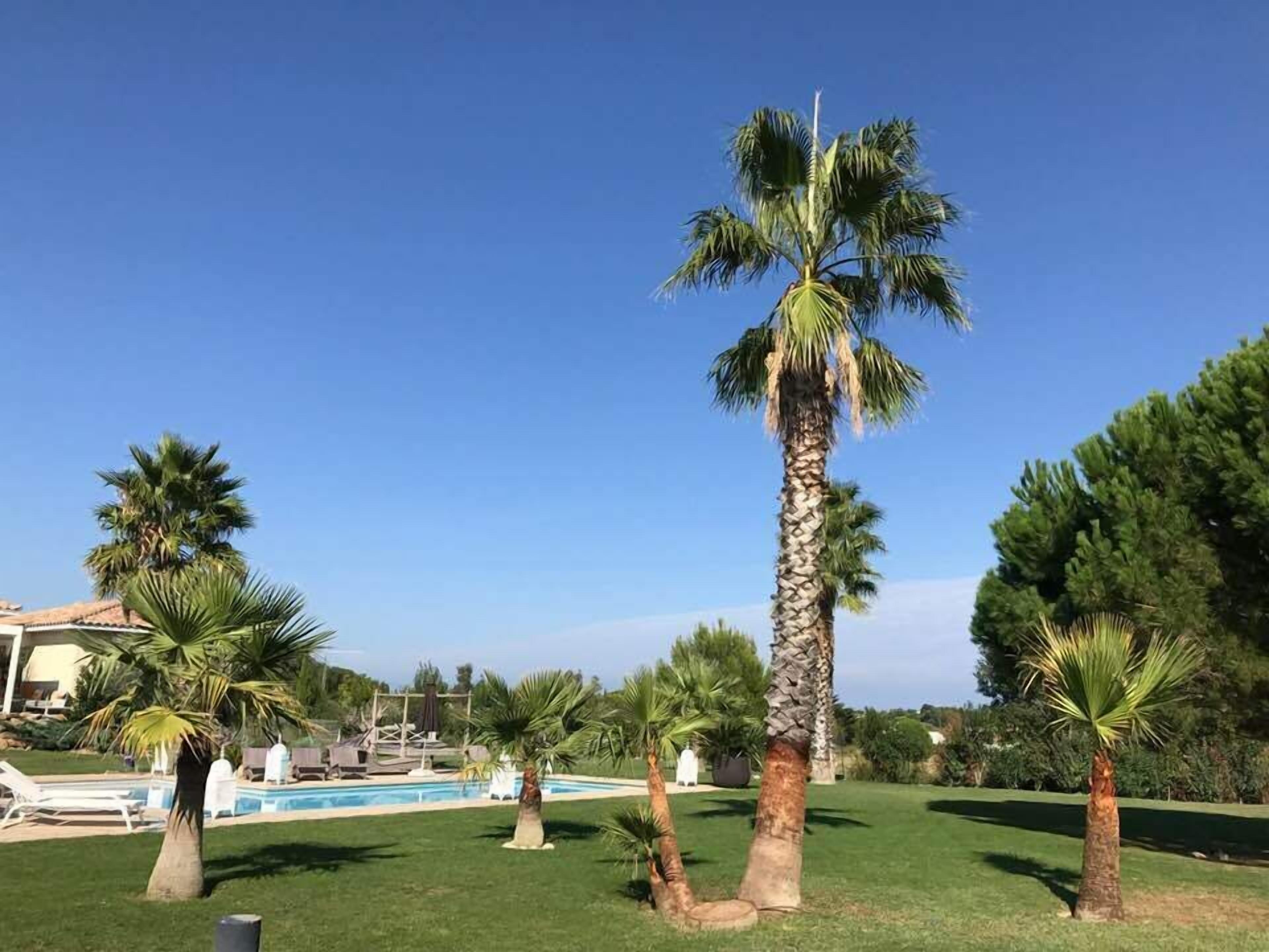 A pool area with palm trees and a clear blue sky.