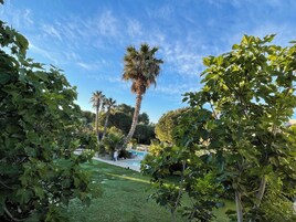 A lush garden with palm trees and a swimming pool.