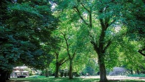 A park with large trees, a gazebo, and a grassy area. - Restaurant Niedmühle Land & Genuss Hotel (Rehlingen-Siersburg)