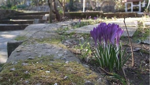 En sti af sten med en lilla krokus i forgrunden og en stenbænk i baggrunden.