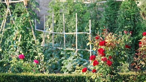 A garden with tomato plants and red roses. - Hotel Hort De Fortunyo (Arnes)