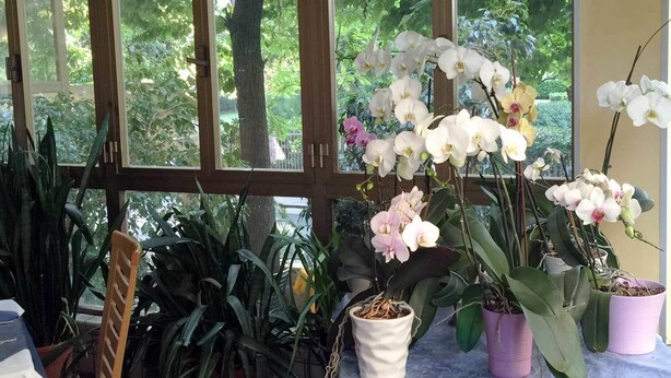 A conservatory with large windows, various potted plants, and orchids. - Hotel Athena (Pesaro)