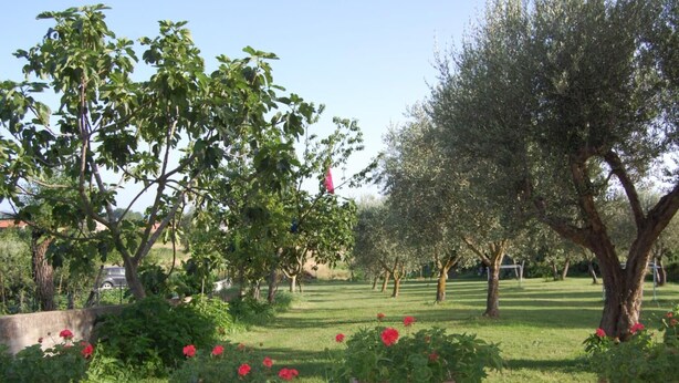 Ein Garten mit verschiedenen Bäumen und Kübelpflanzen.