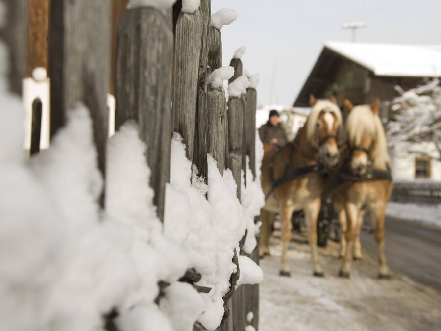 Una valla de madera cubierta de nieve con un carruaje tirado por caballos al fondo.