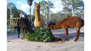 Tres llamas cerca de un grupo de vegetación verde en un entorno al aire libre con árboles y un edificio al fondo.
