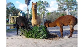 Tres llamas cerca de un grupo de vegetación verde en un entorno al aire libre con árboles y un edificio al fondo.