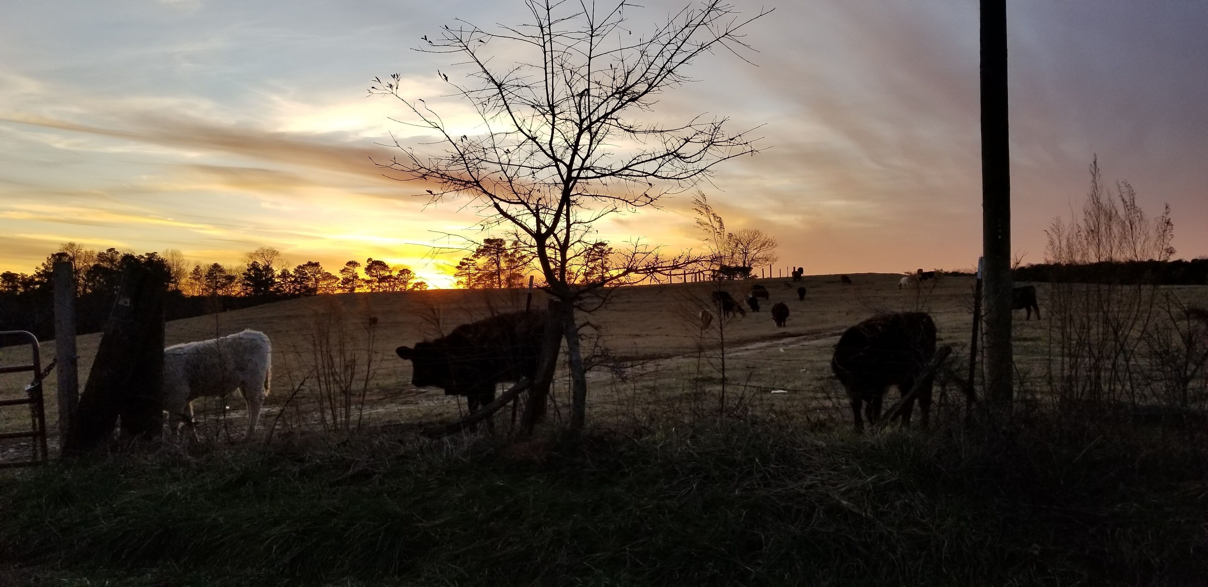 Paisaje rural con vacas pastando cerca de una valla, un árbol y una puesta de sol al fondo.