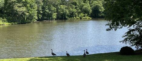 A lake with ducks on the grass near the water's edge.
