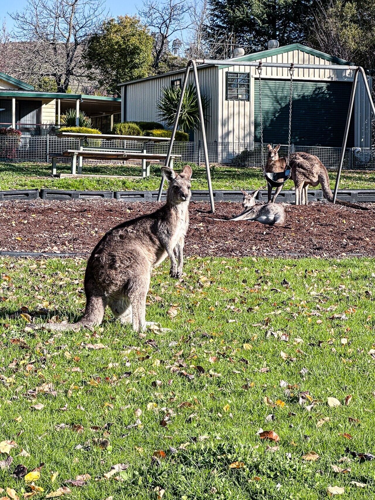 A grassy area with a kangaroo, a swing set, and a building in the background.