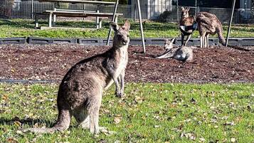 A grassy area with a kangaroo, a swing set, and a building in the background.