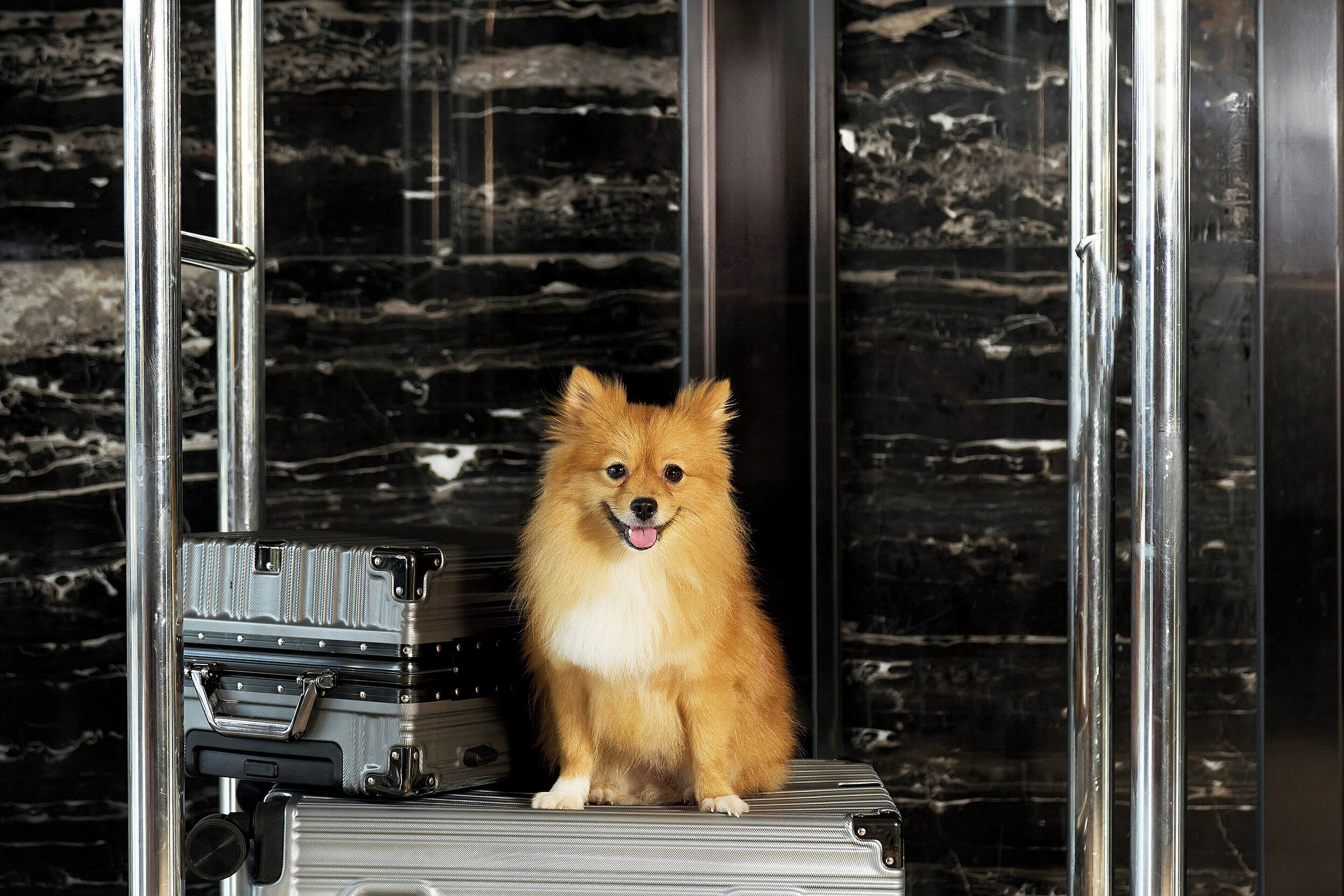 Un chien assis sur une valise à l’intérieur d’un ascenseur en verre, avec un mur en marbre en arrière-plan.