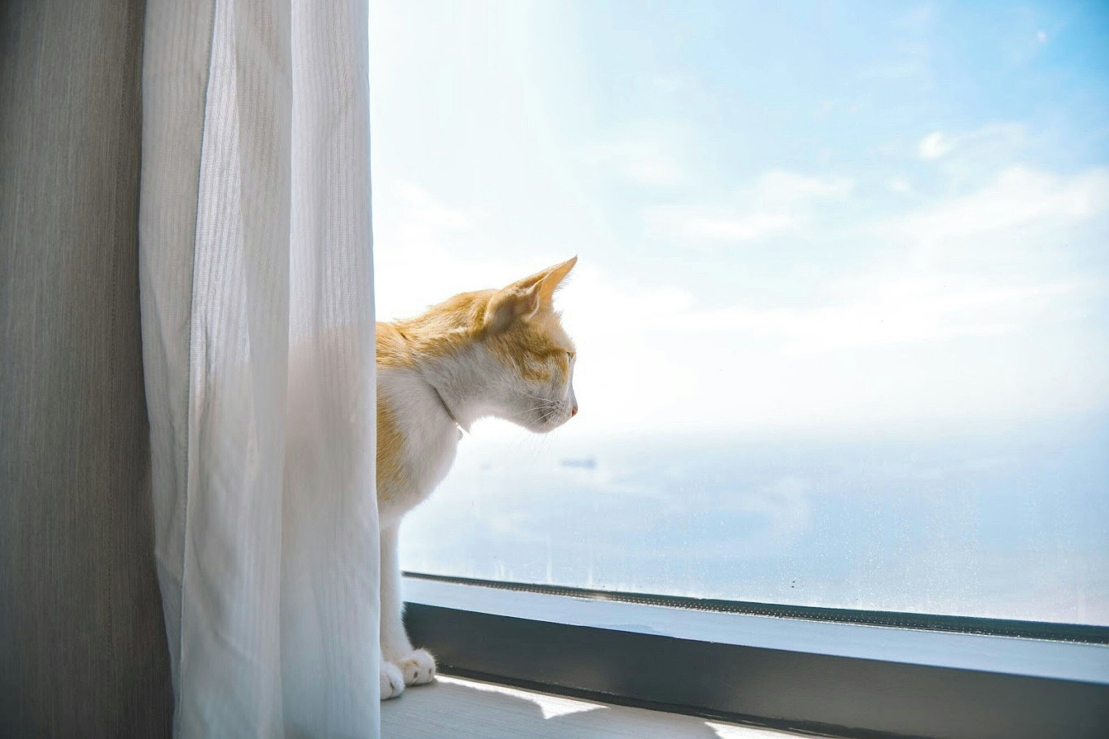 A cat looking out of a window with a view of the sky.