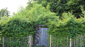 Ein Garten mit einem Holzzaun, Kletterpflanzen, einer Steinmauer und einer kleinen Holzhütte.