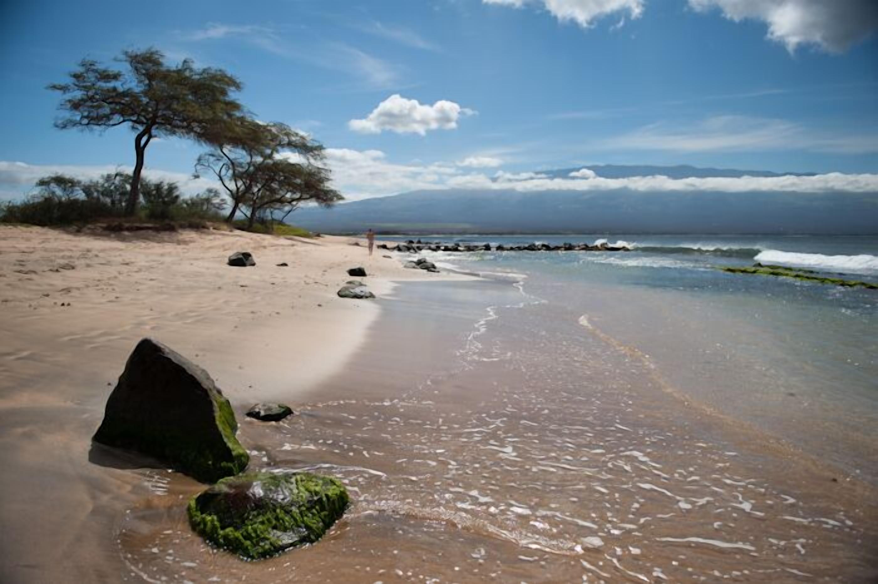 Une plage avec un ciel dégagé, quelques arbres et des rochers près de l’eau.
